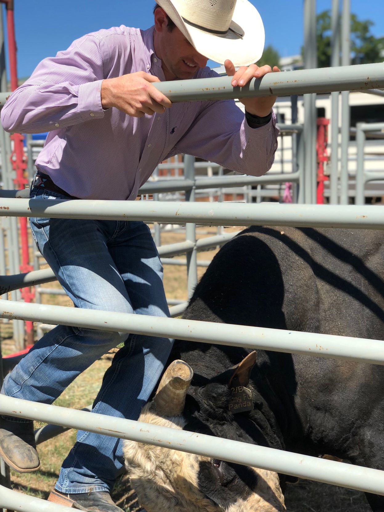 Jordan Sammons and bull at the Coos County Fair